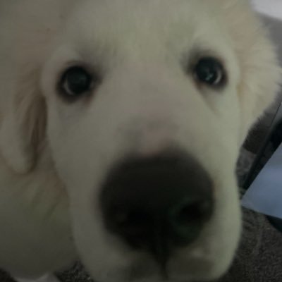 hylnd olk profile picture